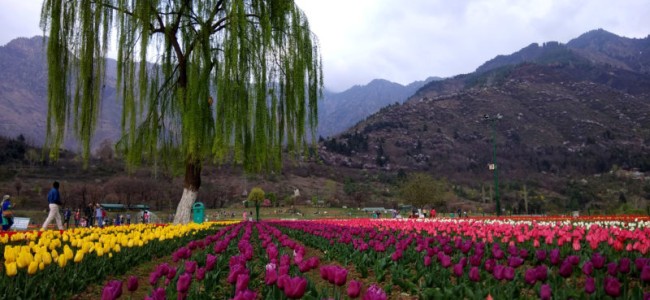 Government to close down Tulip Garden from Monday