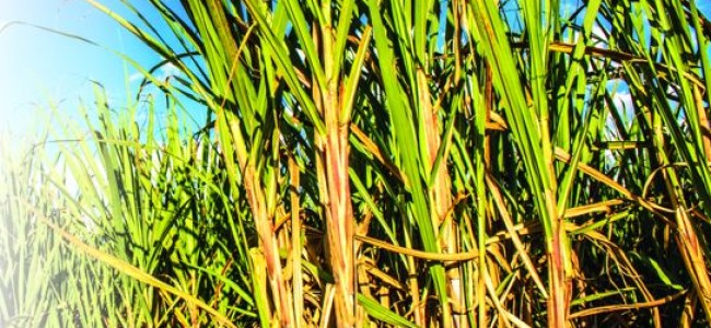 Centre approves Rs 290 per quintal as FRP of sugarcane