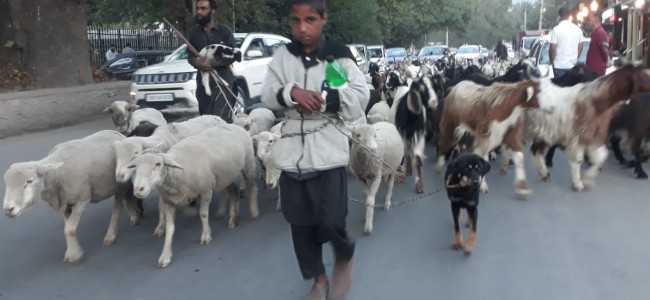 Return migration of nomads is going on from Srinagar to Jammu