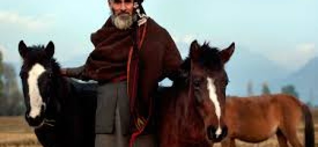 Live in harmony with nomads: Gujjar tribes