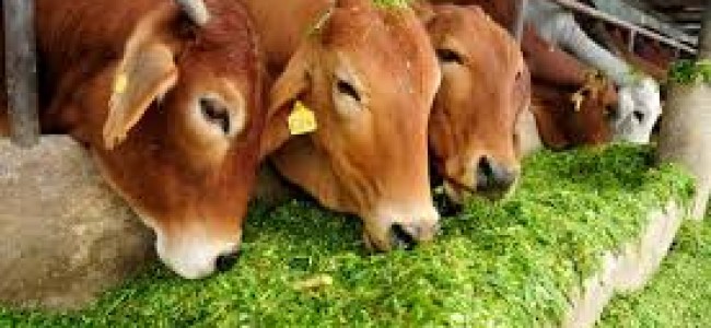 Govt asks states to file FIRs over violence in name of cow protection