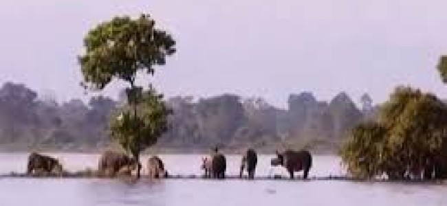 India wildlife reserve park devastated by monsoon floods