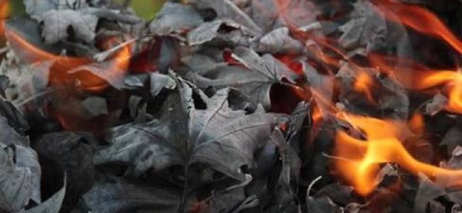 As chinar leaves are being burnt pollution levels increase in Kashmir