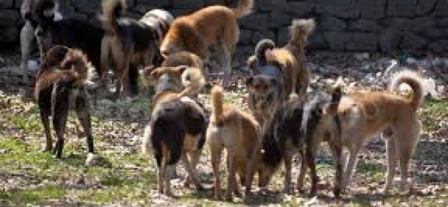 26923 falls prey to dogs last year,srinagar alone reported 9514 bites.