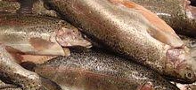Army negligence: 14,000 trout fish found dead in farm
