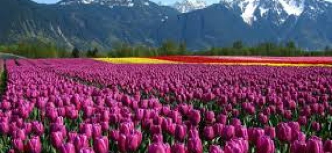 MILLION OF TULIPS TO BLOOM IN SRINAGAR’S TULIP GARDEN, ALL SET TO WELCOME VISITORS