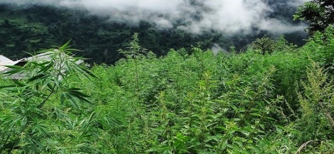 Bhang cultivation on 400 kanals of land destroyed in Shopian