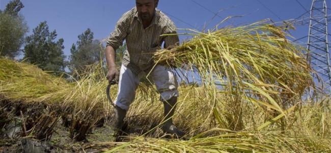 A Kashmiri farmer reaps paddy in a field at the outskirts of Srinagar,