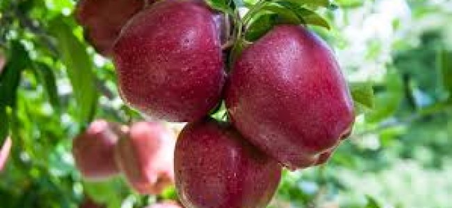 Kashmir: 700,000 growers, a 6 billion apple industry, zero insurance
