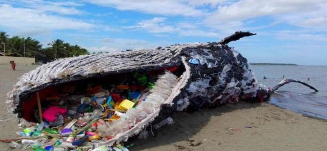 Dead whale in Philippines had 40 kg of plastic in stomach