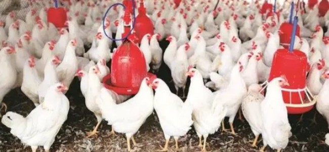 Pune: Poultry farmers ‘refuse to let Muslim drivers enter’, industry faces supply chain disruption