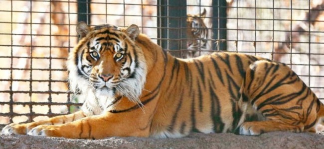 In a First, Tiger At New York’s Bronx Zoo Tests Positive For Coronavirus