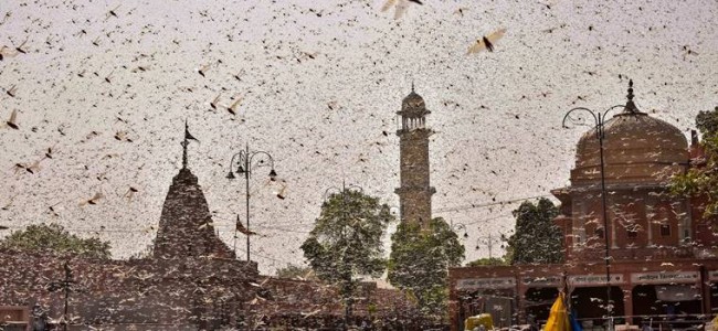 DGCA says locust swarms pose threat to aircraft during landing and takeoff phase, issues guidelines