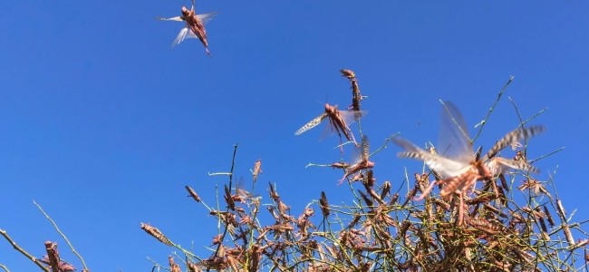 Locust swarms seen in several areas in Gurugram