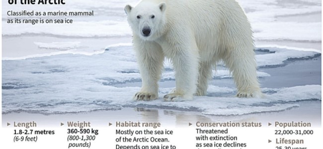 Climate change on track to wipe out polar bears by 2100