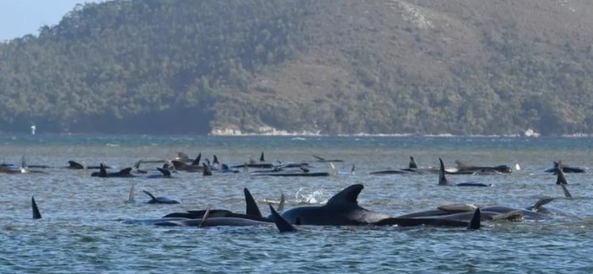 Over 380 whales dead in Australia mass stranding