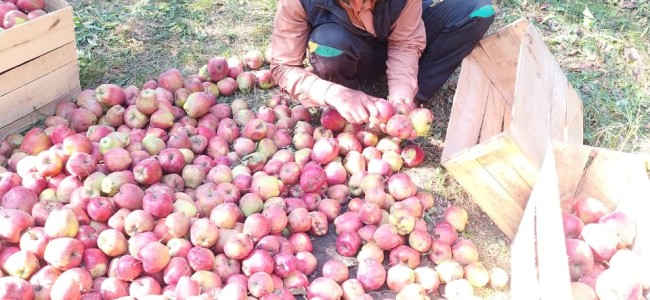Fruit-laden trucks faced difficulties due to bumper crop: Div Com Pole