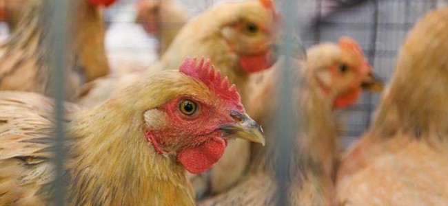 J&K admin lifts ban on import of poultry