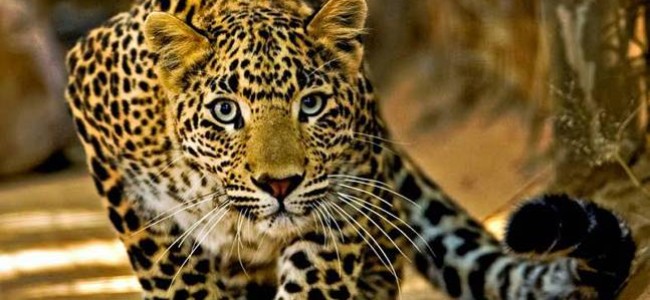 Panic grips Sopore locality after leopard spotted in residential area