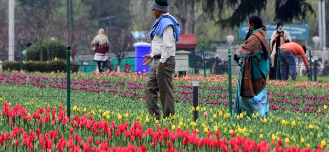 Tulip garden blooms to greet tourists