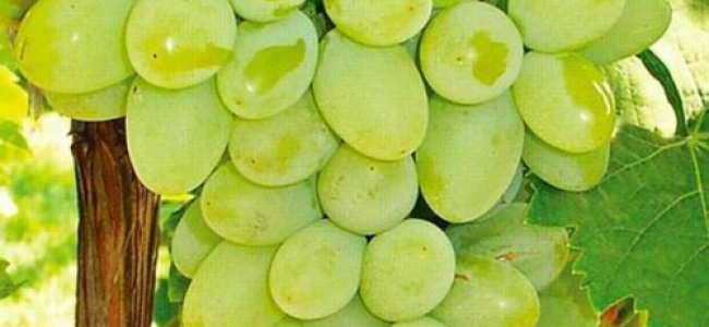Huge losses to grape industry in Ganderbal, farmers appeal for help