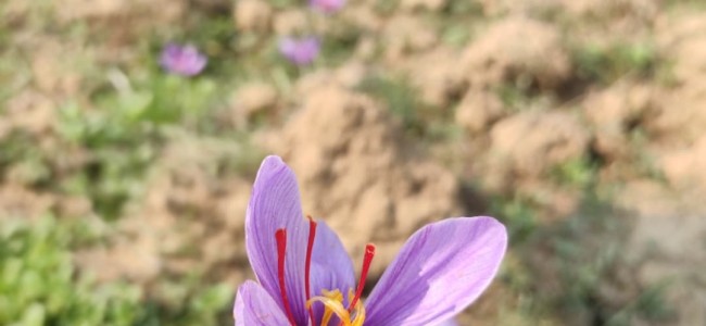 Saffron flowers bloom on the landscape of Pampore
