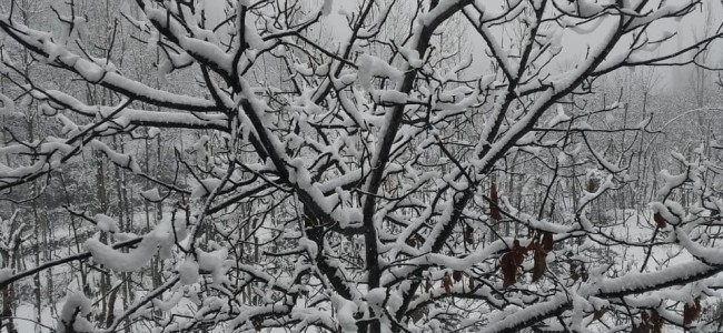Snow covers Dhara and other higher reaches of Srinagar