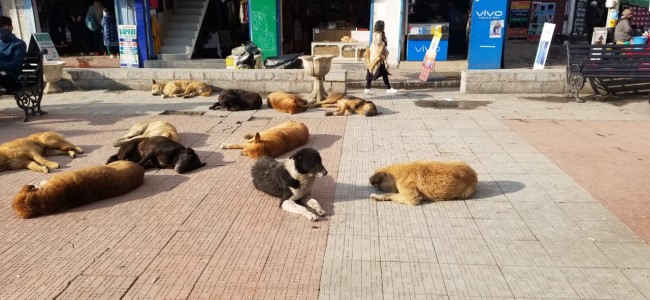 Dog menace in the main city center shows the problem is visible