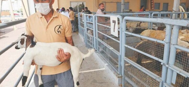People in Dubai urged to use apps for ordering sacrificial animals