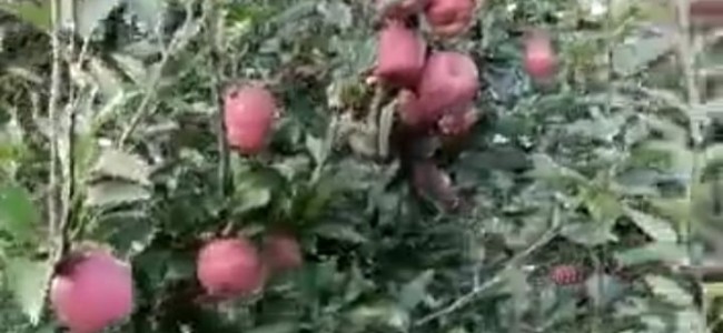 Bumper apple crop but no takers