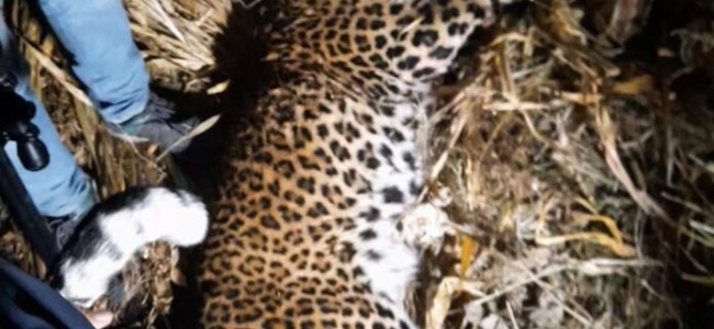 Leopard captured alive in Bla village
