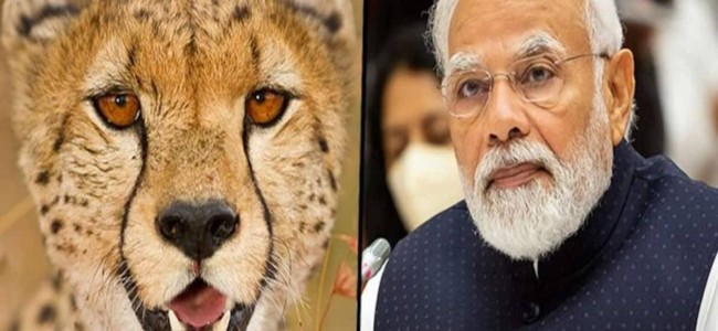 Second cheetah death at MP’s Kuno within month raises questions over officials’ efficiency