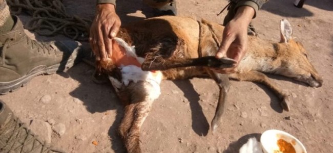 Wild Deer Rescued By Army Troops Along LoC In J&K’s Rajouri