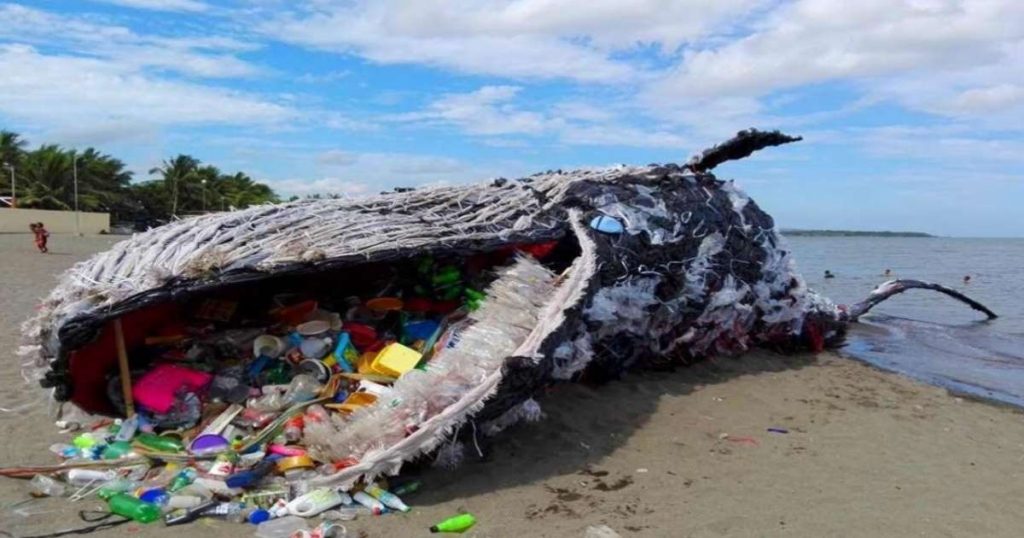 Dead whale in Philippines had 40 kg of plastic in stomach - Voice of Valley
